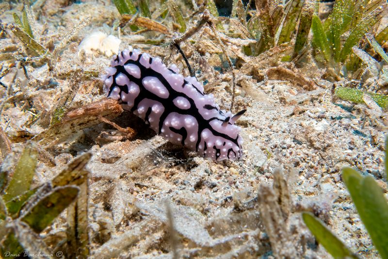 Phyllidiella pustulosa