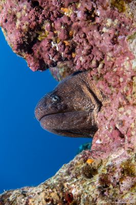 Yellowmouthed Moray Eel