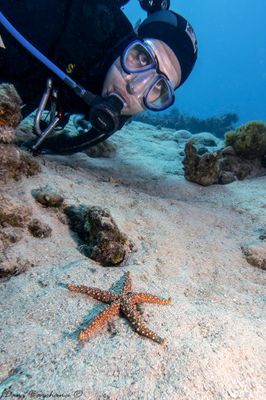 Echinoderms : Starfish, Sea urchins, Brittle stars, Sea cucumbers and Crinoids