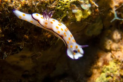 Hypselodoris ghardaqana 