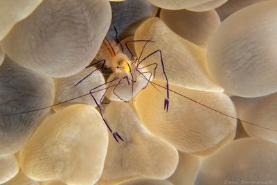 BUBBLE CORAL PRAWN