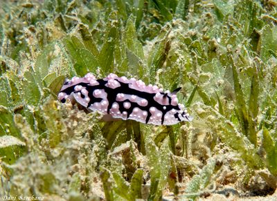 Phyllidiella pustulosa