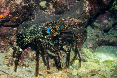 Two-spines spiny lobster (Panulirus penicillatus)