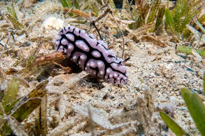 Phyllidiella pustulosa