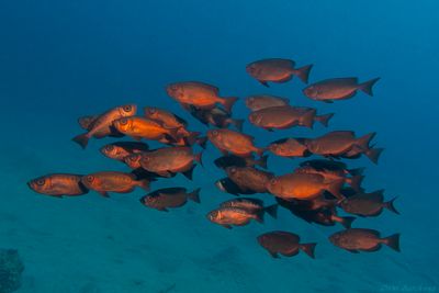 Fish Schools