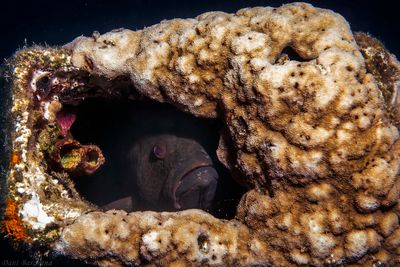 FISH FACES