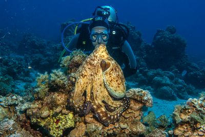 Octopuses
