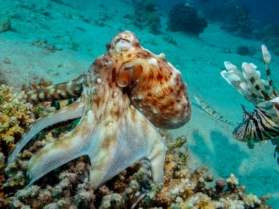 Octopuses