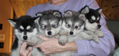 Past Litters From Sibridge