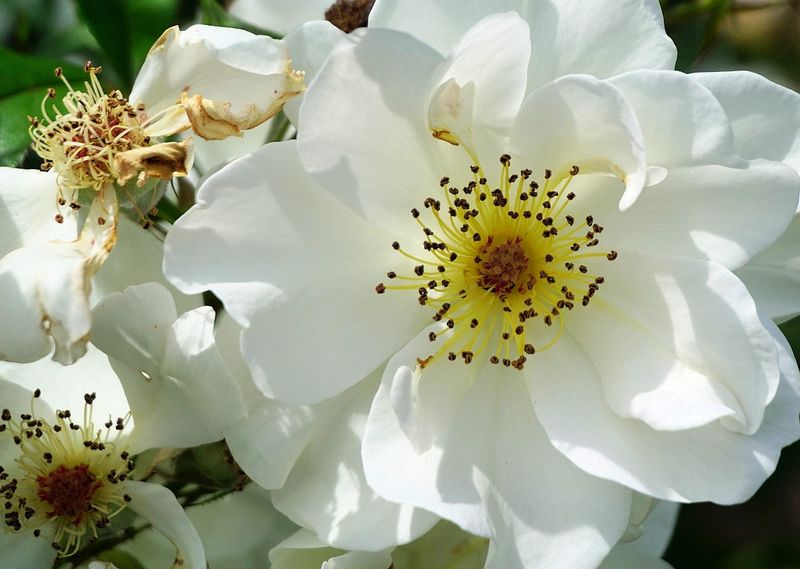 g13/17/118917/2/174685868.a2e5dce1.JPEG