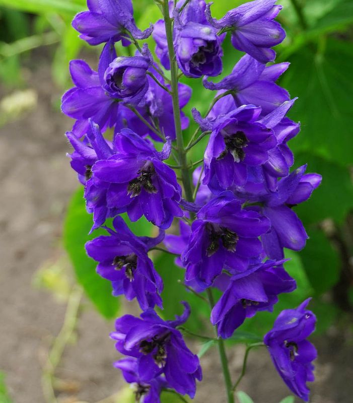 g13/17/118917/2/174691379.ca080c4c.JPEG