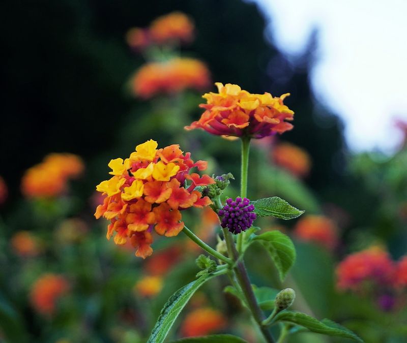 g13/17/118917/2/174747244.4a3288dc.JPEG