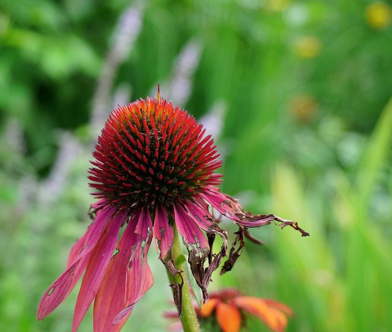 g13/17/118917/2/174788267.ab6110aa.JPEG