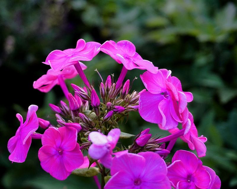 g13/17/118917/2/174791641.e87ed7a1.JPEG
