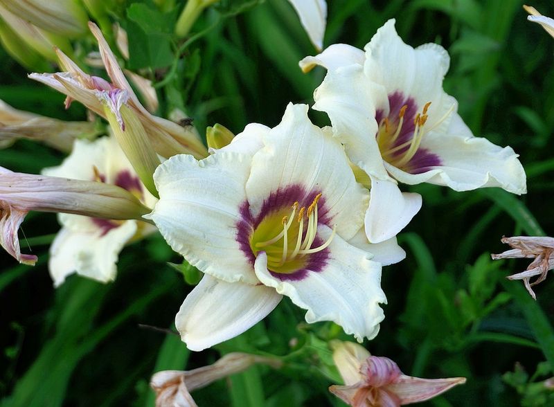 g13/17/118917/2/174810258.0cc681ea.JPEG