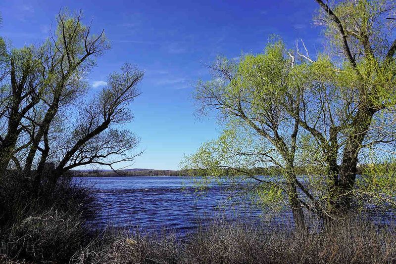 Trees