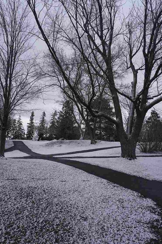 Trees