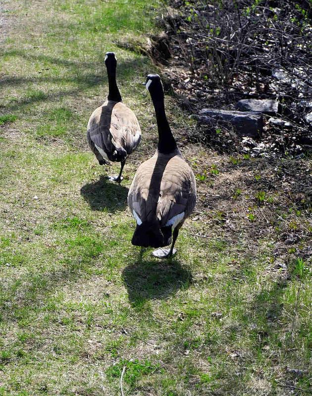 Birds