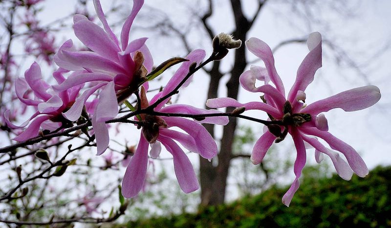Magnolia