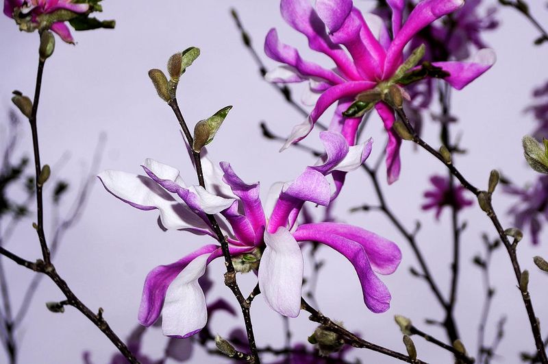 Magnolia