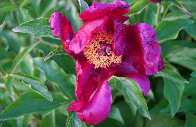 Flowers 17