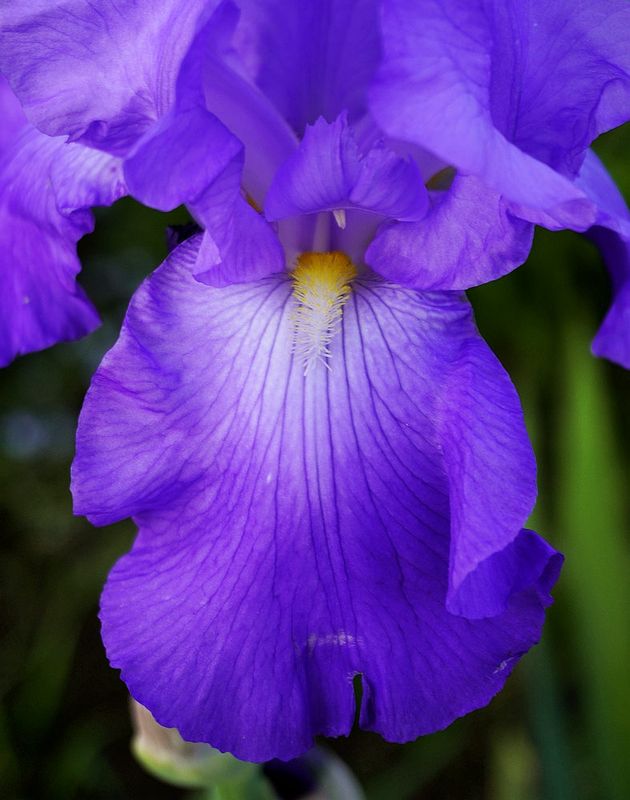 Flowers 17