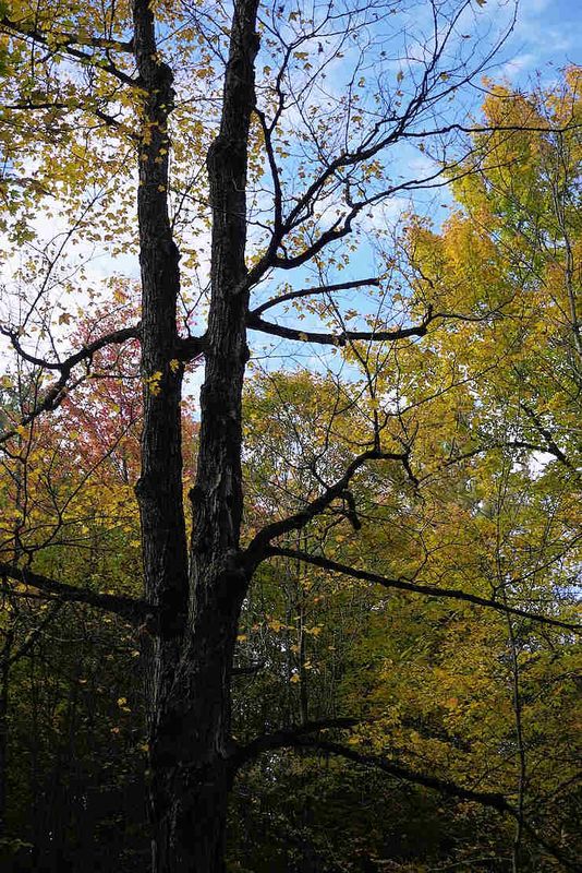 Trees