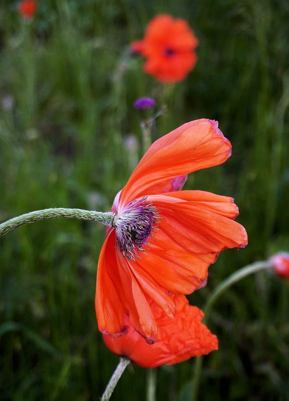 Flowers 17