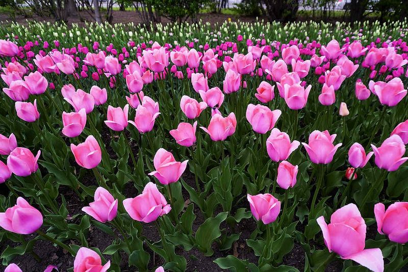 Tulips