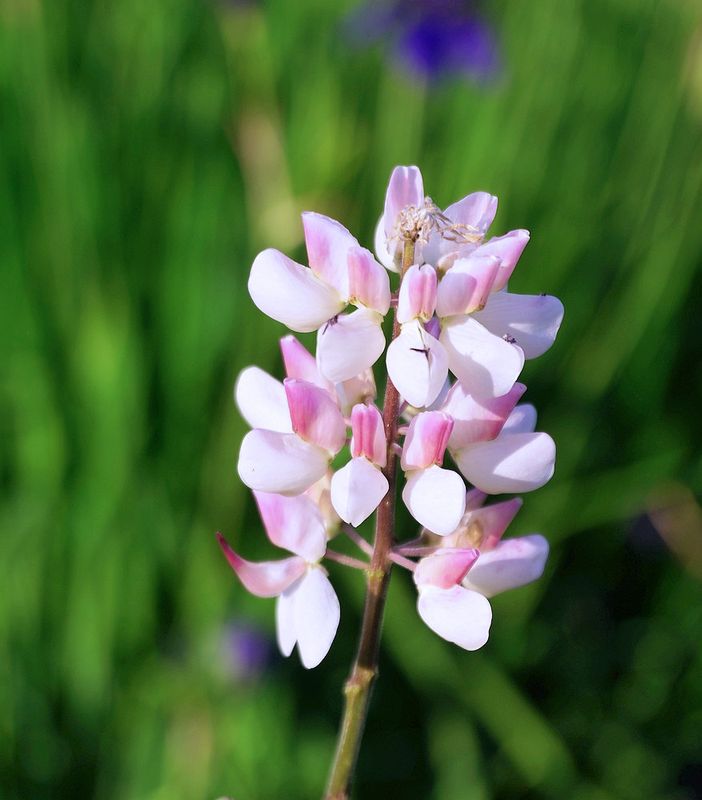 Flowers 17