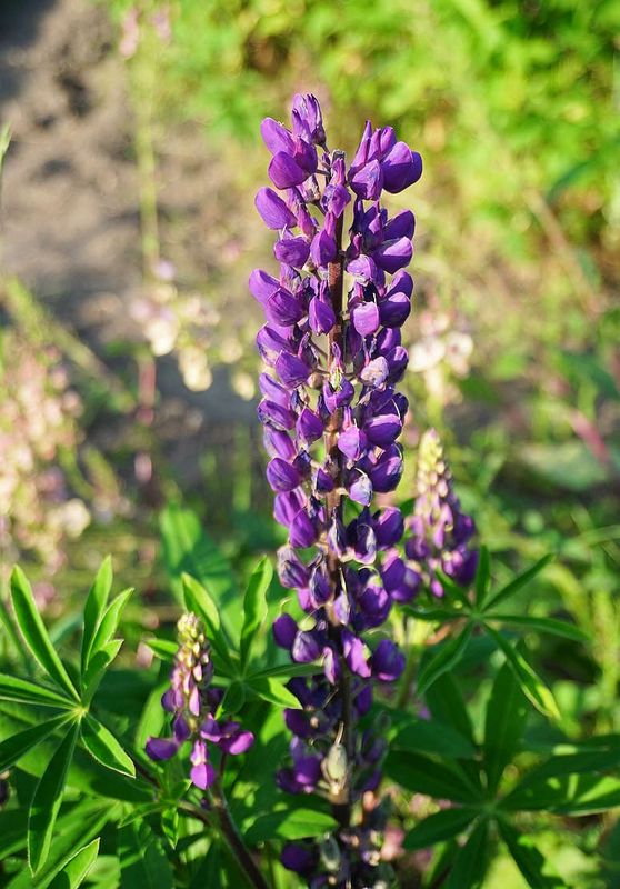 Flowers 17