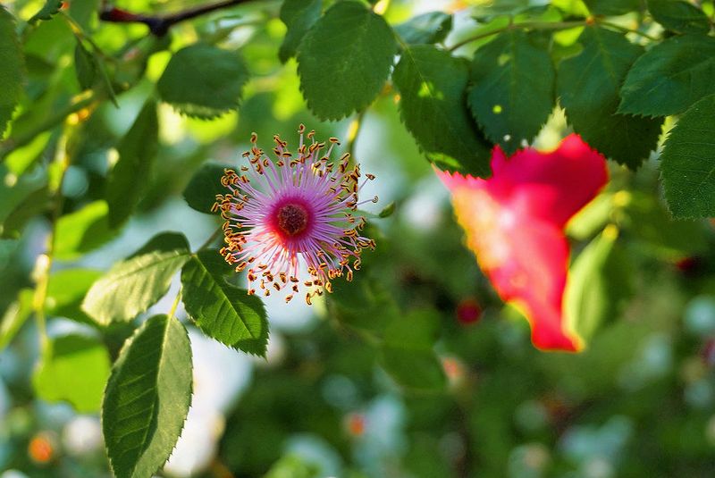 Flowers 17