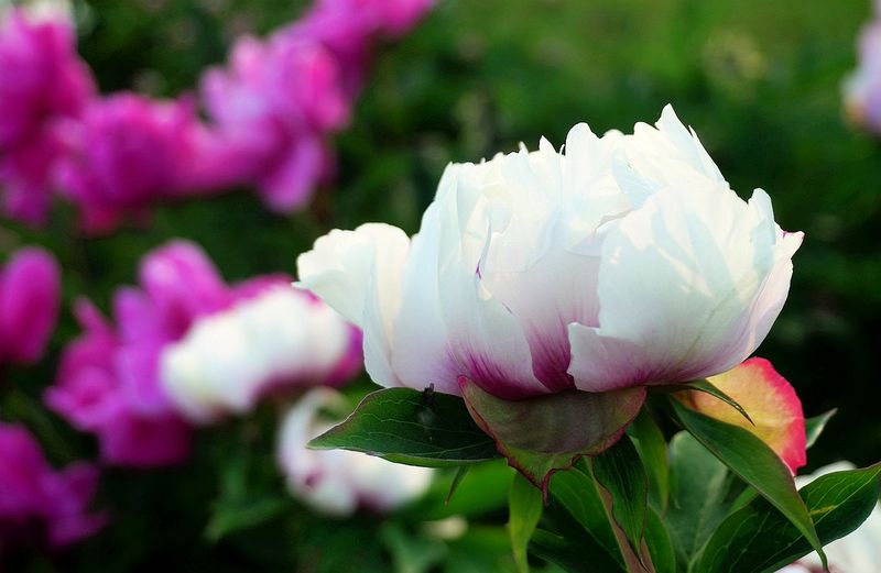 Flowers 17