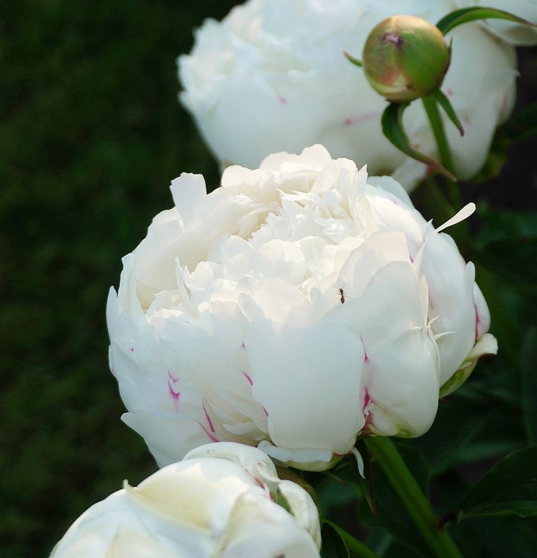 Flowers 17