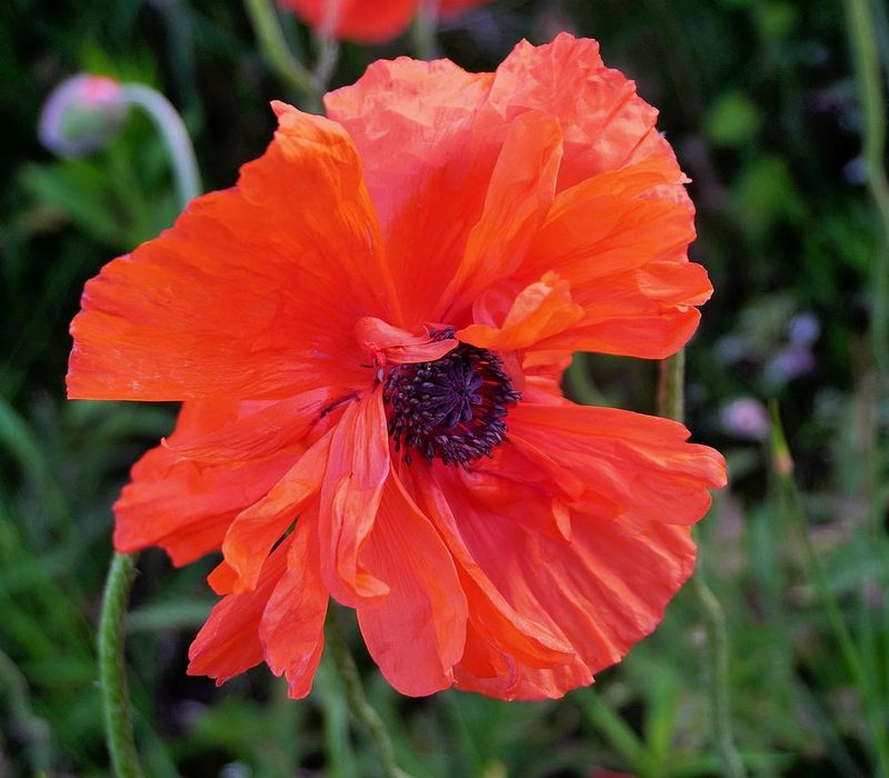 Flowers 17