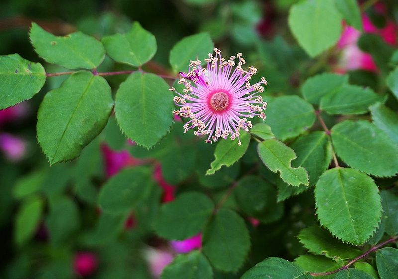 Flowers 17
