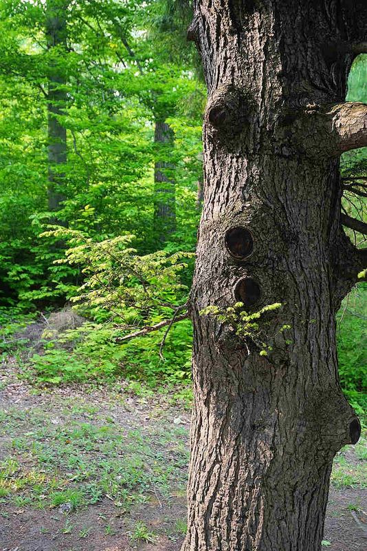 Trees