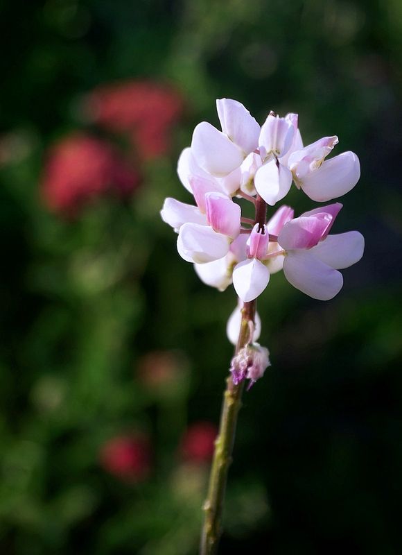 Flowers 17