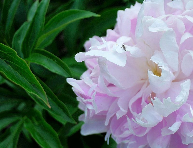 Flowers 17