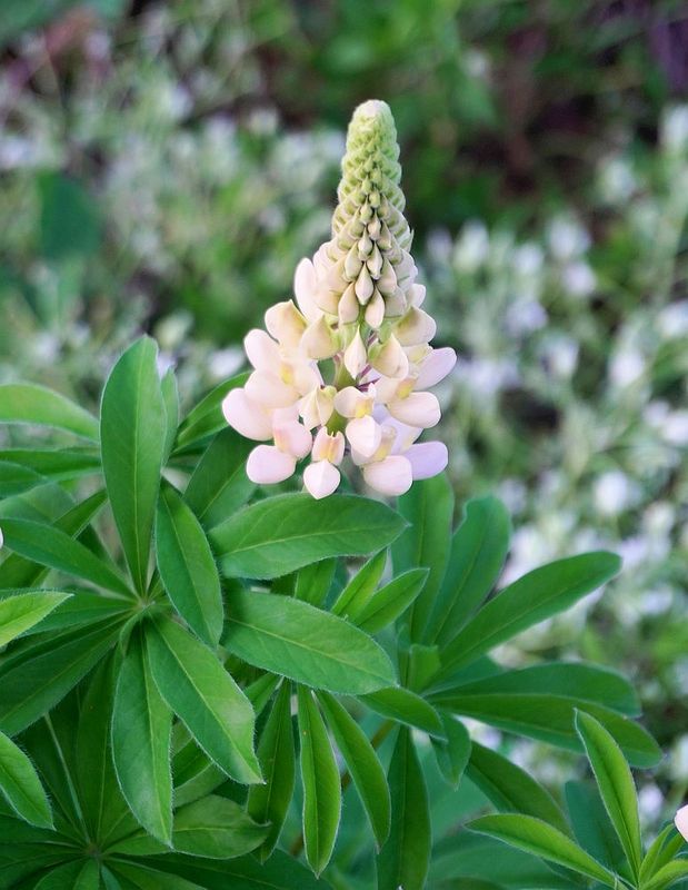 Flowers 17