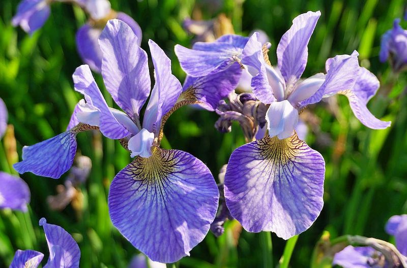 Flowers 17