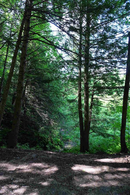 Trees