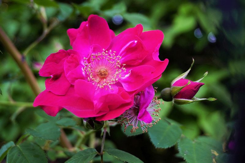 Flowers 17