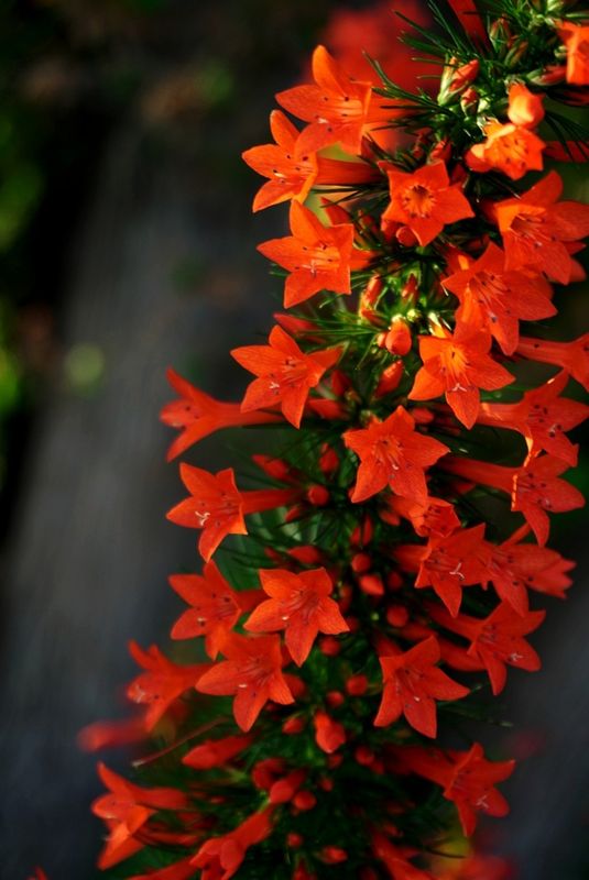Flowers 17