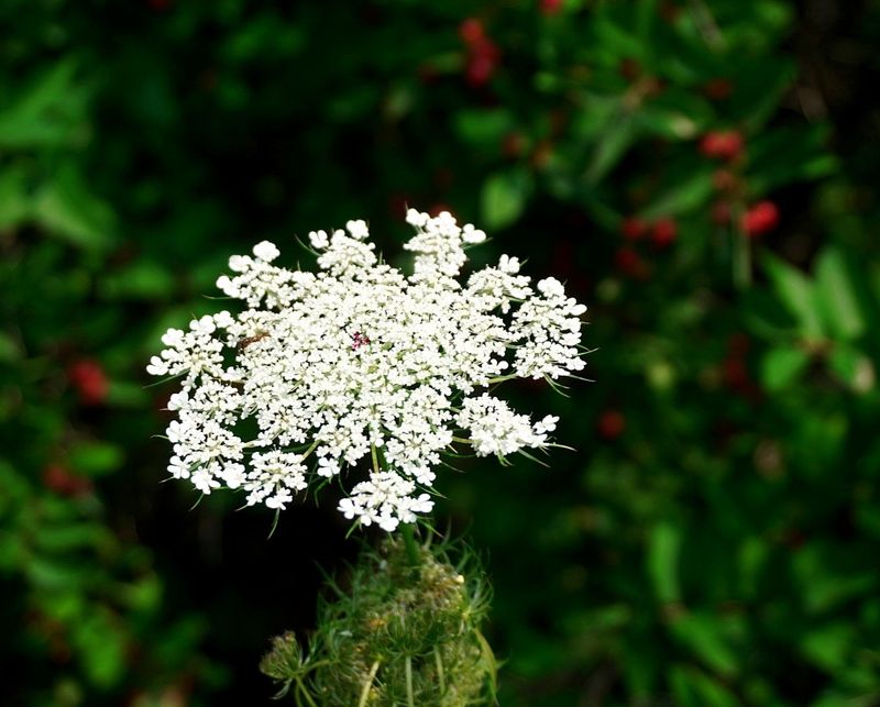 Flowers 17