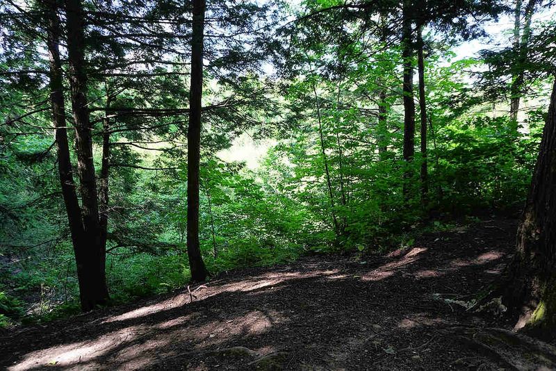 Trees