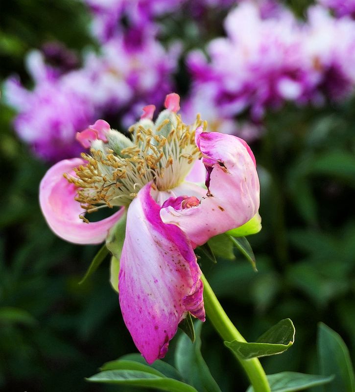 Flowers 17