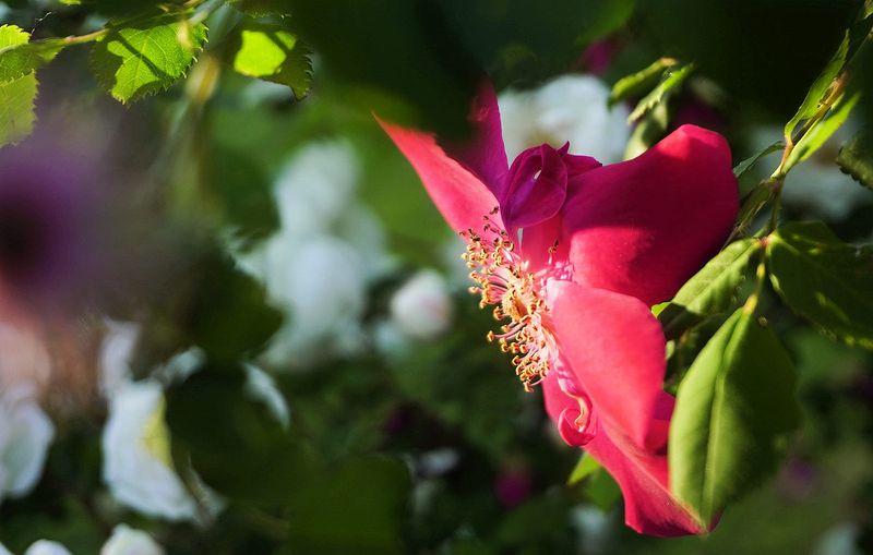 Flowers 17