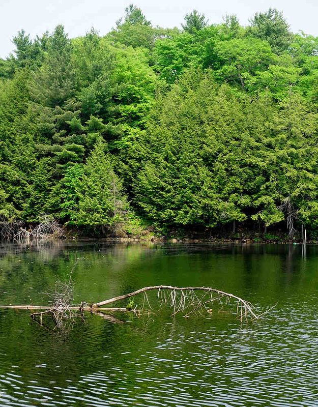 Trees