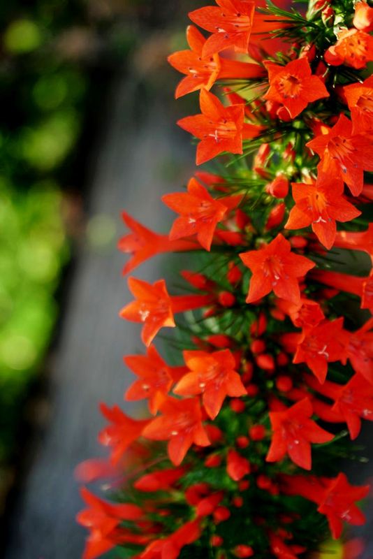 Flowers 17
